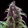 Семена марихуаны Silver Haze regular Ganja Seeds Семена марихуаны Silver Haze regular Ganja Seeds