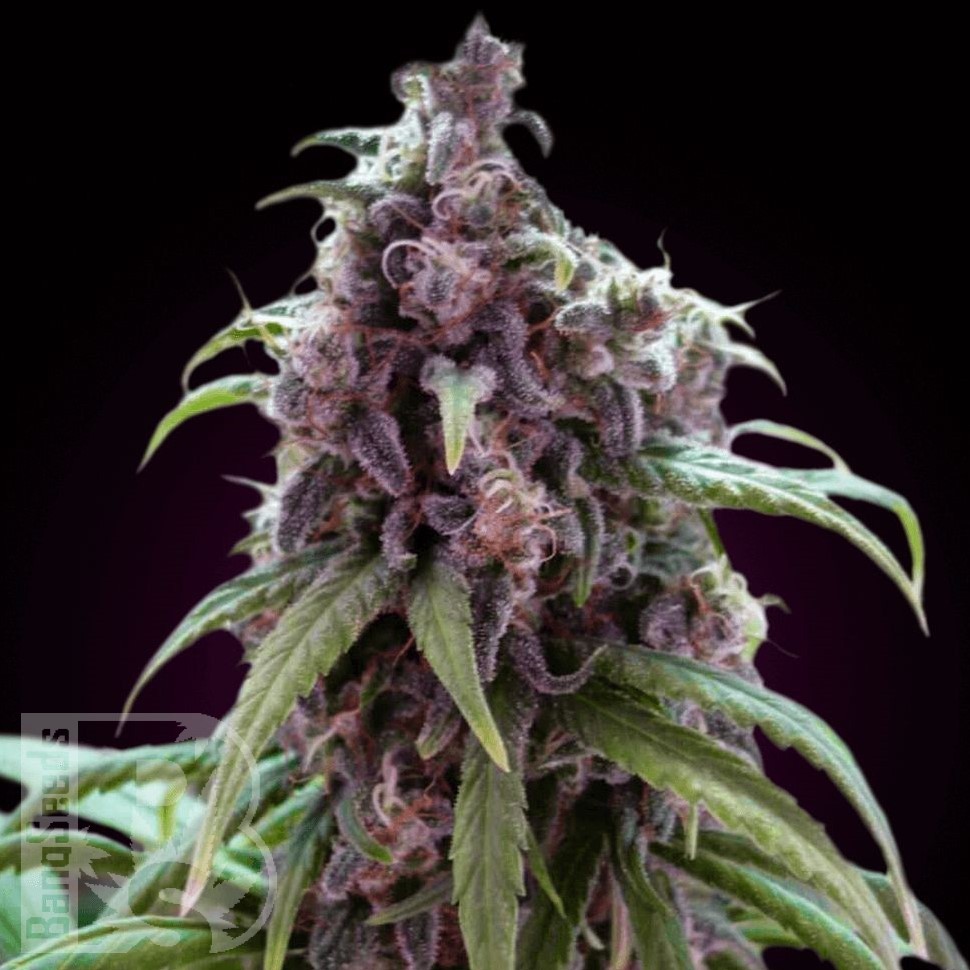 Семена марихуаны Silver Haze regular Ganja Seeds Семена марихуаны Silver Haze regular Ganja Seeds