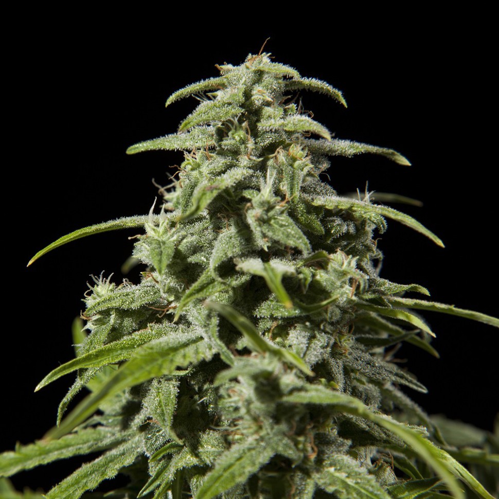 Семена Early Skunk x AK feminised Ganja Seeds