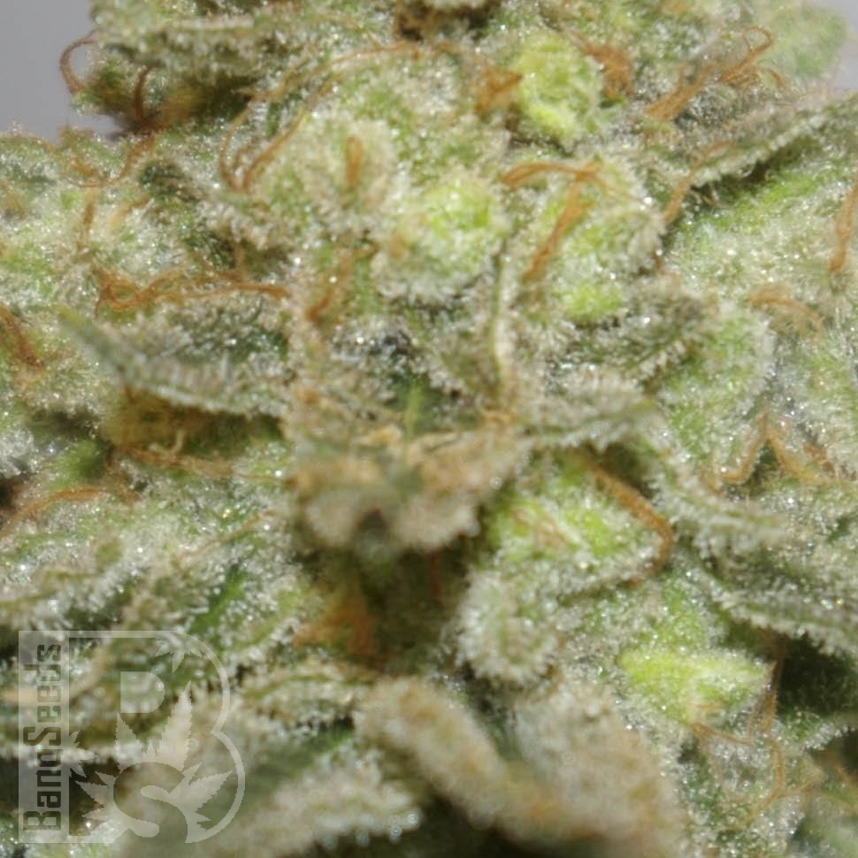 Семена Early Skunk x AK feminised Ganja Seeds Семена Early Skunk x AK feminised Ganja Seeds