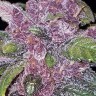 Семена Early Skunk x AK feminised Ganja Seeds Семена Early Skunk x AK feminised Ganja Seeds