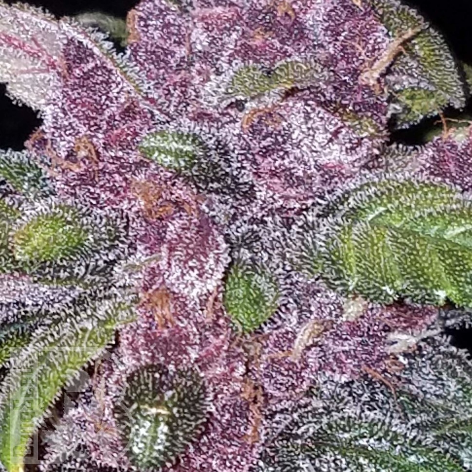 Семена Early Skunk x AK feminised Ganja Seeds Семена Early Skunk x AK feminised Ganja Seeds