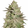 Семена Early Skunk x AK feminised Ganja Seeds Семена Early Skunk x AK feminised Ganja Seeds