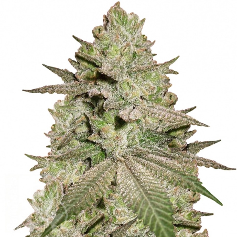 Семена Early Skunk x AK feminised Ganja Seeds Семена Early Skunk x AK feminised Ganja Seeds