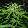 где можно купить семена конопли Auto Tengiz feminised где можно купить семена конопли Auto Tengiz feminised