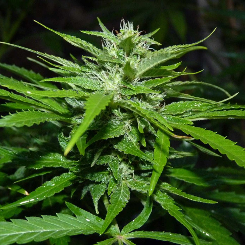 где можно купить семена конопли Auto Tengiz feminised где можно купить семена конопли Auto Tengiz feminised