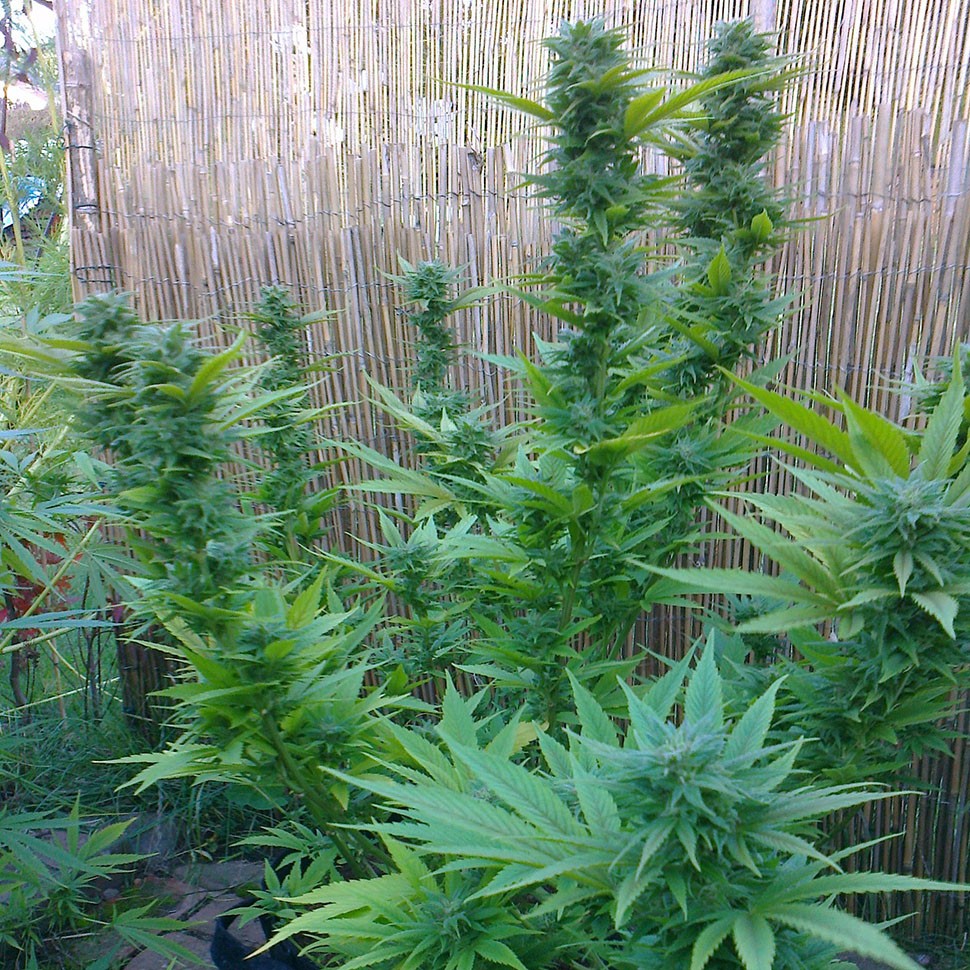 заказать семена конопли Auto Tengiz feminised заказать семена конопли Auto Tengiz feminised