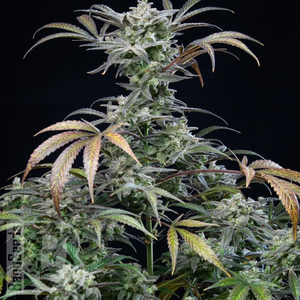 Семена ганжа Auto Tengiz feminised Bang Seeds