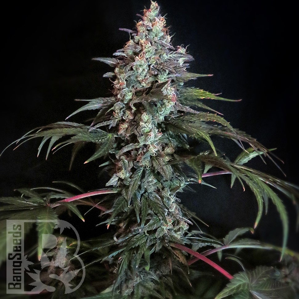 Семена ганжа Auto Tengiz feminised Bang Seeds Семена ганжа Auto Tengiz feminised Bang Seeds