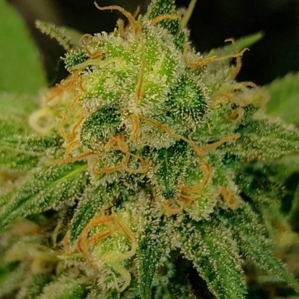 Лучшие семена Pablo Escobar Лучшие семена Pablo Escobar