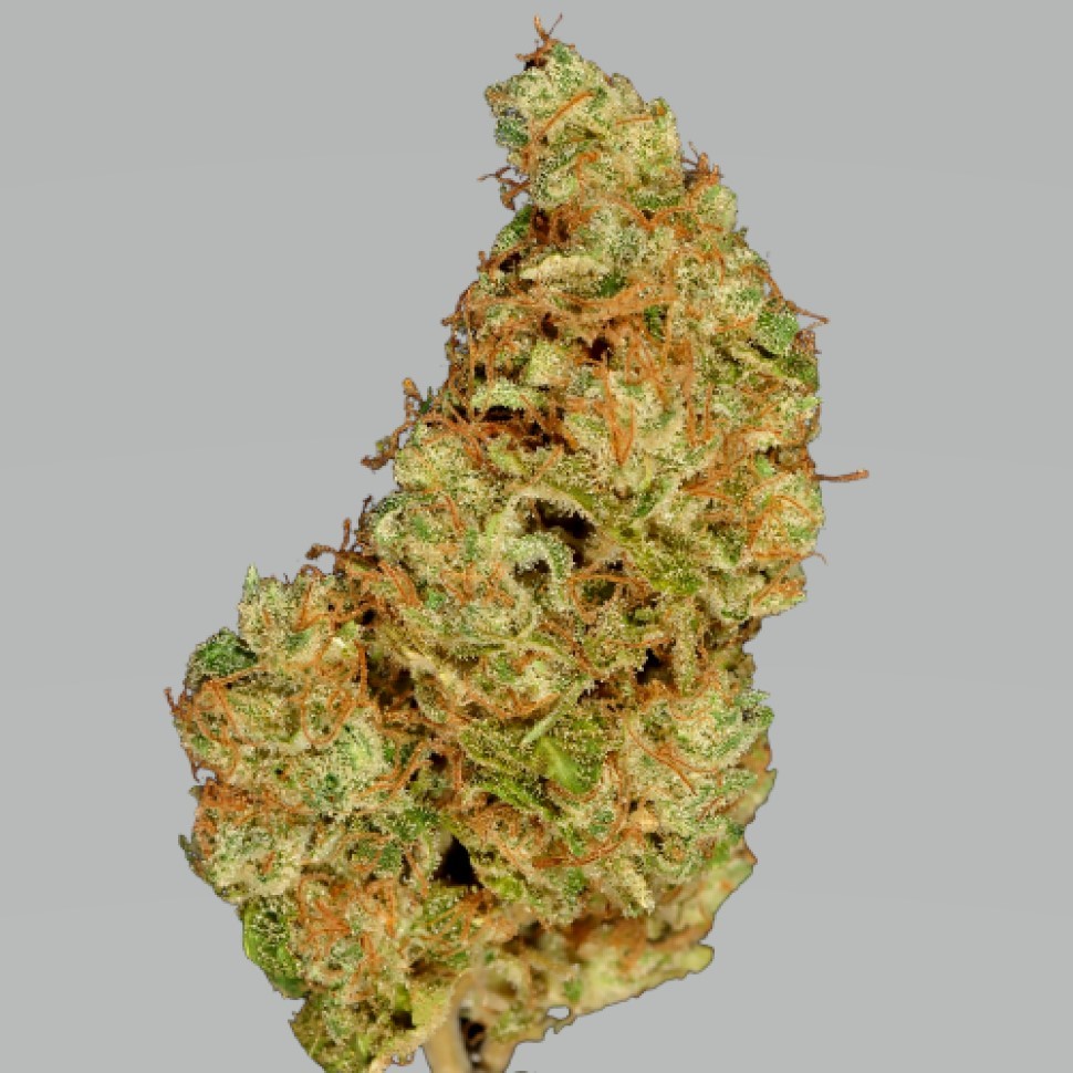 Купить семена для новичка Pablo Escobar Купить семена для новичка Pablo Escobar