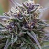 Auto Purple Sunset feminised Ganja Seeds