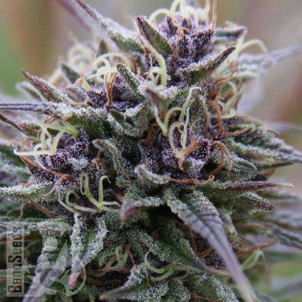 Семена марихуаны Auto Purple Sunset feminised Ganja Seeds