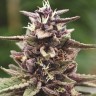 Семена марихуаны Auto Purple Sunset feminised Ganja Seeds Семена марихуаны Auto Purple Sunset feminised Ganja Seeds