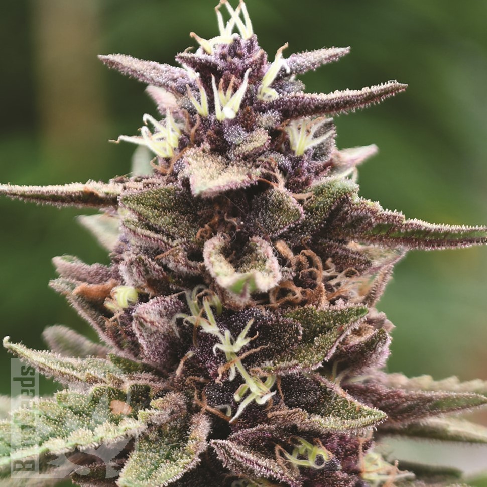 Семена марихуаны Auto Purple Sunset feminised Ganja Seeds Семена марихуаны Auto Purple Sunset feminised Ganja Seeds