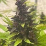 Семена марихуаны Auto Purple Sunset feminised Ganja Seeds Семена марихуаны Auto Purple Sunset feminised Ganja Seeds