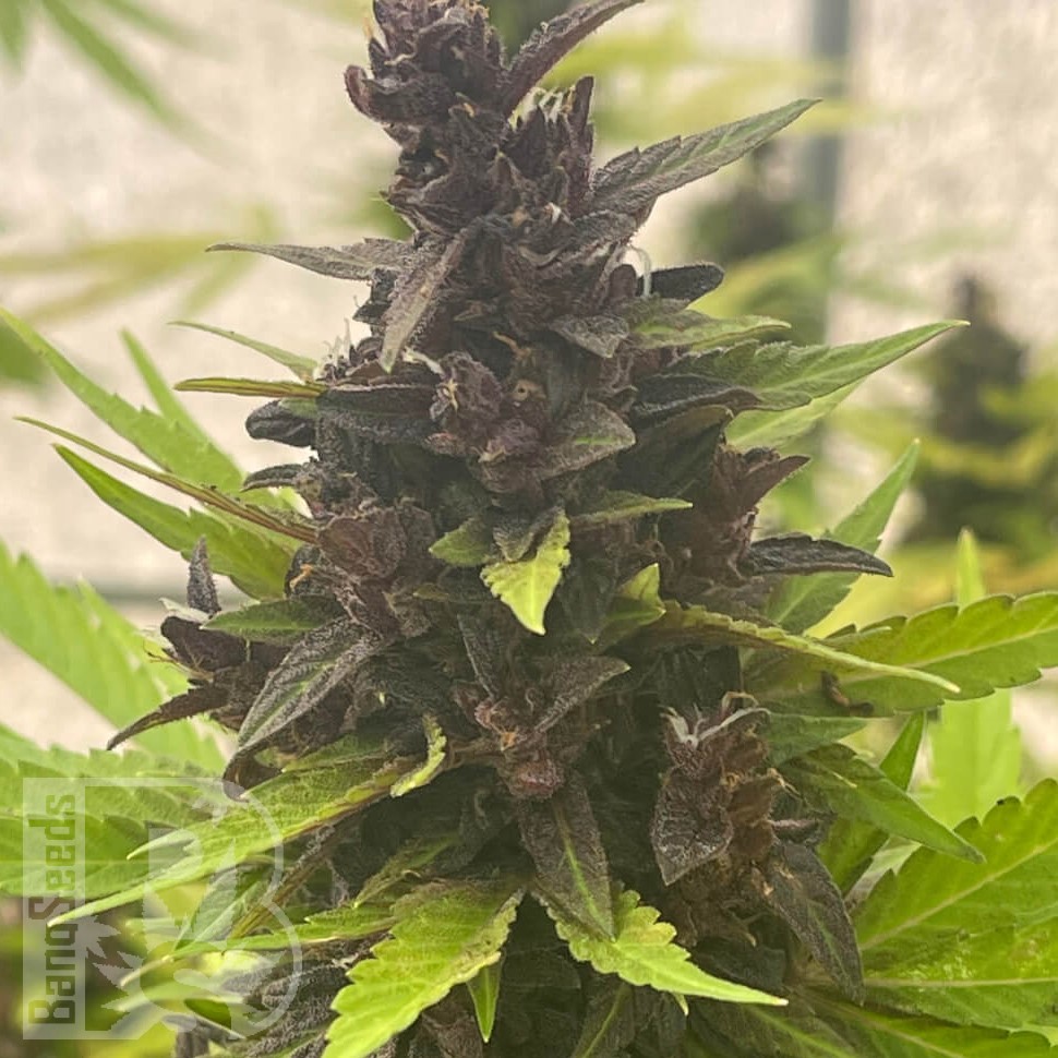 Семена марихуаны Auto Purple Sunset feminised Ganja Seeds Семена марихуаны Auto Purple Sunset feminised Ganja Seeds