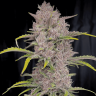 Семена марихуаны Auto Purple Sunset feminised Ganja Seeds Семена марихуаны Auto Purple Sunset feminised Ganja Seeds