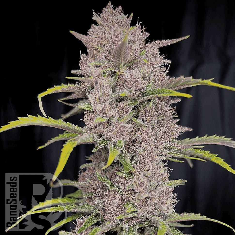 Семена марихуаны Auto Purple Sunset feminised Ganja Seeds Семена марихуаны Auto Purple Sunset feminised Ganja Seeds