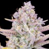 Семена марихуаны Auto Purple Sunset feminised Ganja Seeds Семена марихуаны Auto Purple Sunset feminised Ganja Seeds