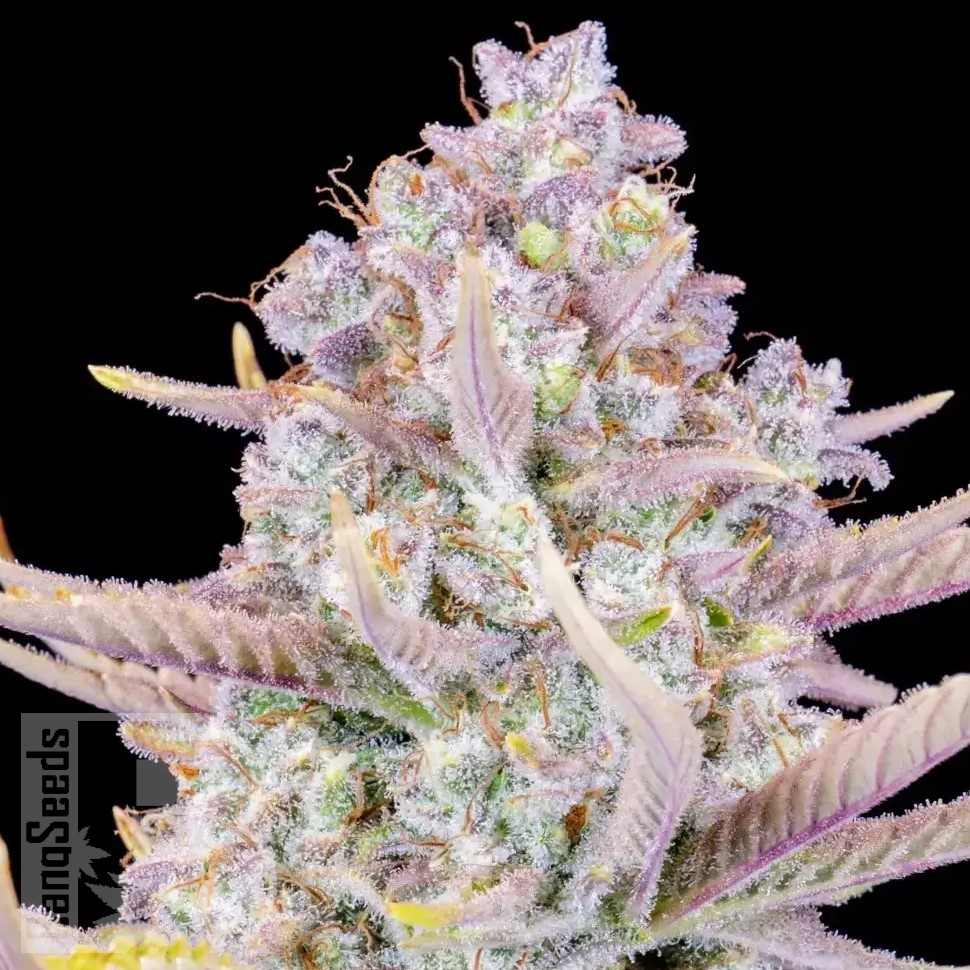 Семена марихуаны Auto Purple Sunset feminised Ganja Seeds Семена марихуаны Auto Purple Sunset feminised Ganja Seeds