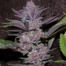 Семена марихуаны Auto Purple Sunset feminised Ganja Seeds Семена марихуаны Auto Purple Sunset feminised Ganja Seeds