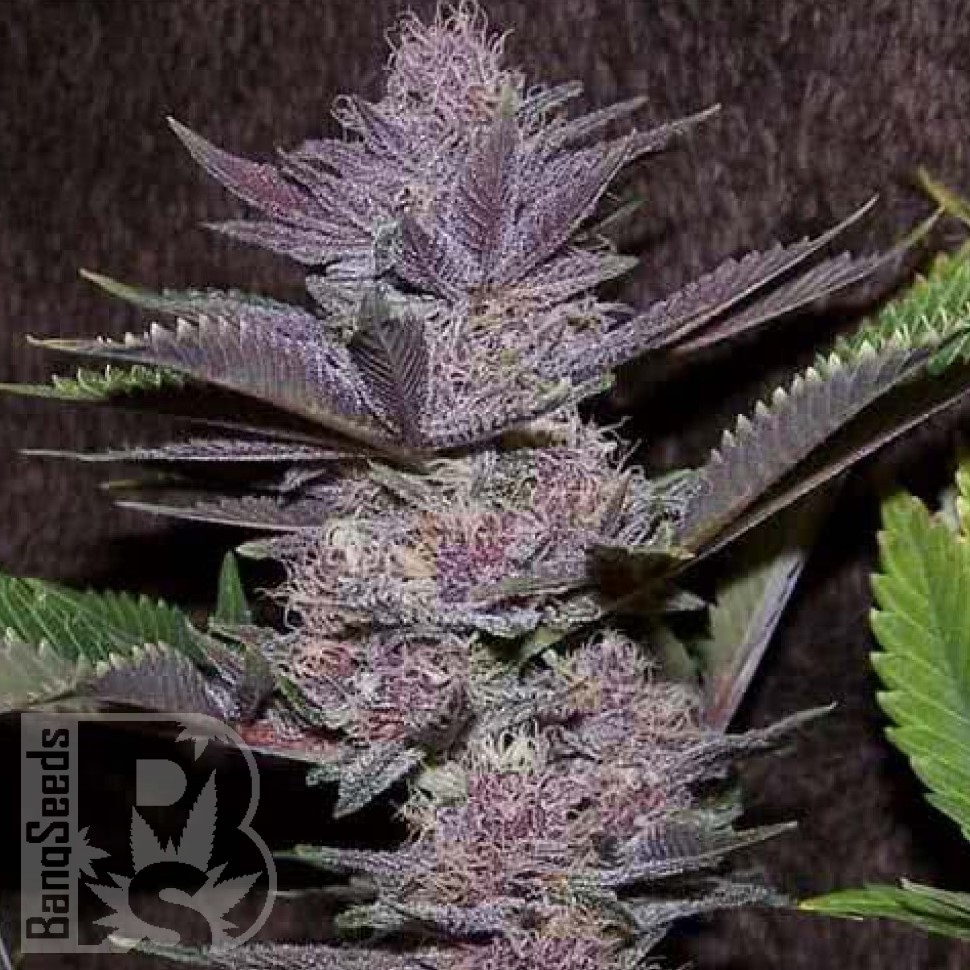 Семена марихуаны Auto Purple Sunset feminised Ganja Seeds Семена марихуаны Auto Purple Sunset feminised Ganja Seeds