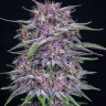 Семена марихуаны Auto Purple Sunset feminised Ganja Seeds Семена марихуаны Auto Purple Sunset feminised Ganja Seeds