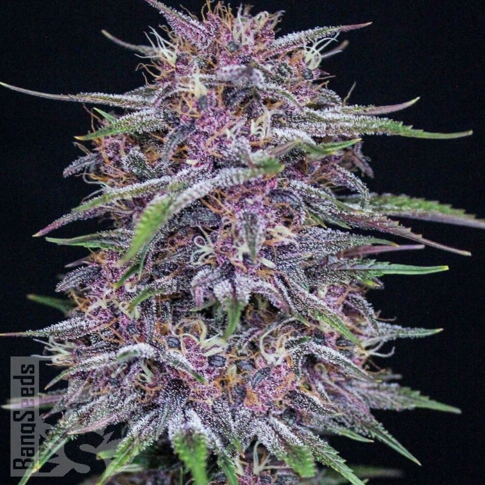 Семена марихуаны Auto Purple Sunset feminised Ganja Seeds Семена марихуаны Auto Purple Sunset feminised Ganja Seeds