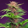 Семена марихуаны Auto Mimosa Bruce Banner XL feminised Ganja Seeds Семена марихуаны Auto Mimosa Bruce Banner XL feminised Ganja Seeds