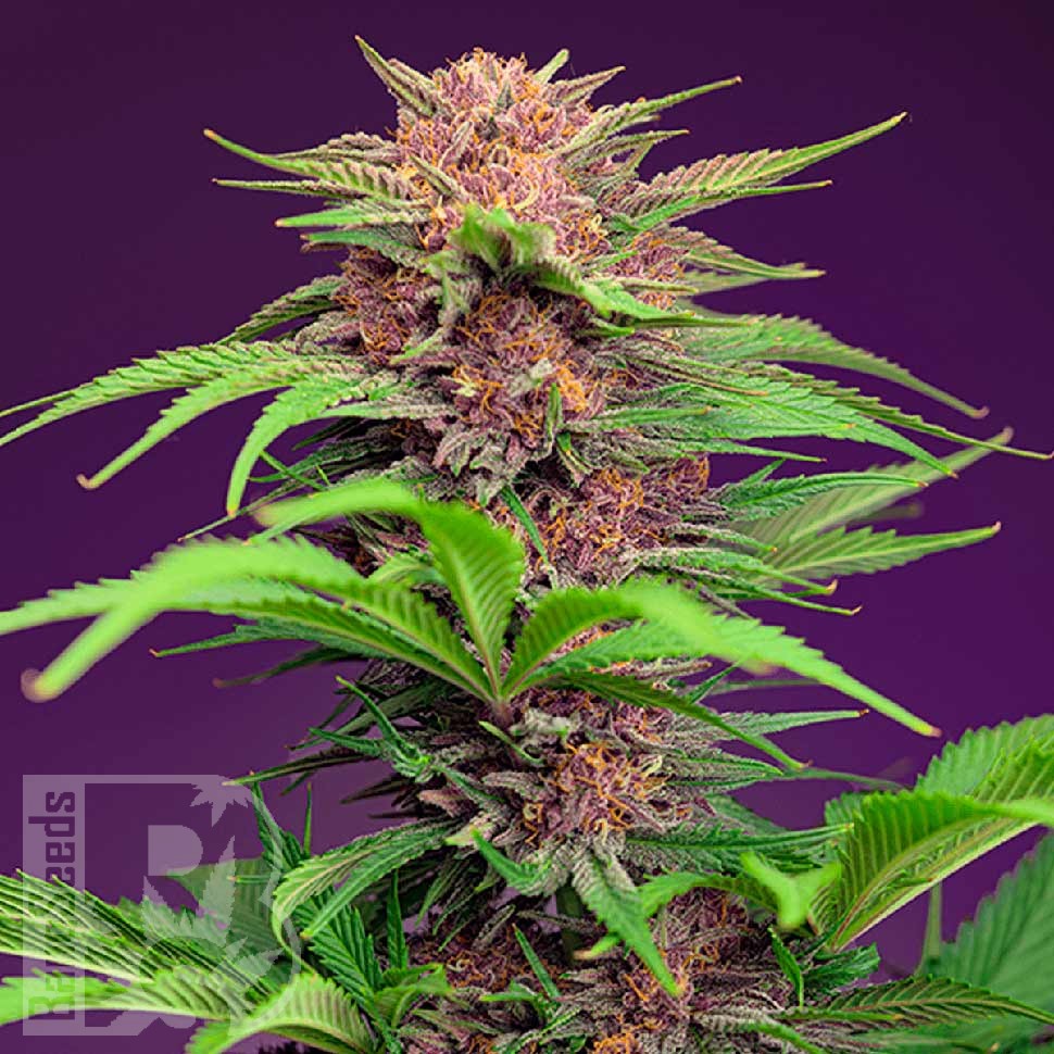 Семена марихуаны Auto Mimosa Bruce Banner XL feminised Ganja Seeds