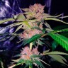 Семена марихуаны Auto Mimosa Bruce Banner XL feminised Ganja Seeds Семена марихуаны Auto Mimosa Bruce Banner XL feminised Ganja Seeds