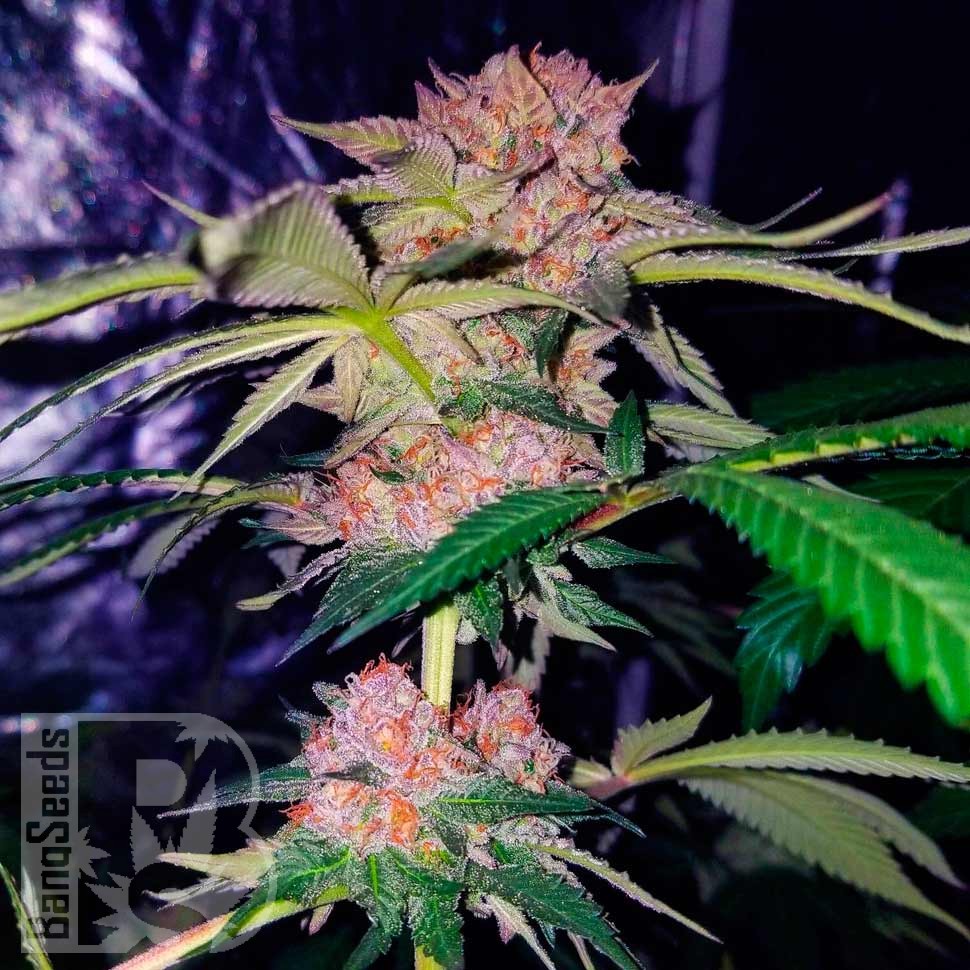 Семена марихуаны Auto Mimosa Bruce Banner XL feminised Ganja Seeds Семена марихуаны Auto Mimosa Bruce Banner XL feminised Ganja Seeds