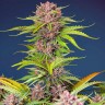 Семена марихуаны Auto Mimosa Bruce Banner XL feminised Ganja Seeds Семена марихуаны Auto Mimosa Bruce Banner XL feminised Ganja Seeds