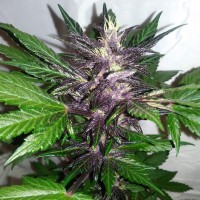 Auto Purple Punch feminised Ganja Seeds