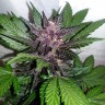 Auto Purple Punch feminised Ganja Seeds Auto Purple Punch feminised Ganja Seeds