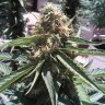 Passion #1 feminised Ganja Seeds