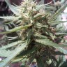 купить семена конопли медицинской Passion №1 feminised купить семена конопли медицинской Passion №1 feminised