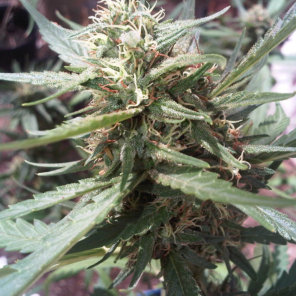 купить семена конопли медицинской Passion №1 feminised купить семена конопли медицинской Passion №1 feminised