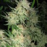 семена конопли украина G13 Skunk feminised семена конопли украина G13 Skunk feminised