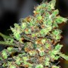 Семена марихуаны G13 Skunk feminised Ganja Seeds Семена марихуаны G13 Skunk feminised Ganja Seeds