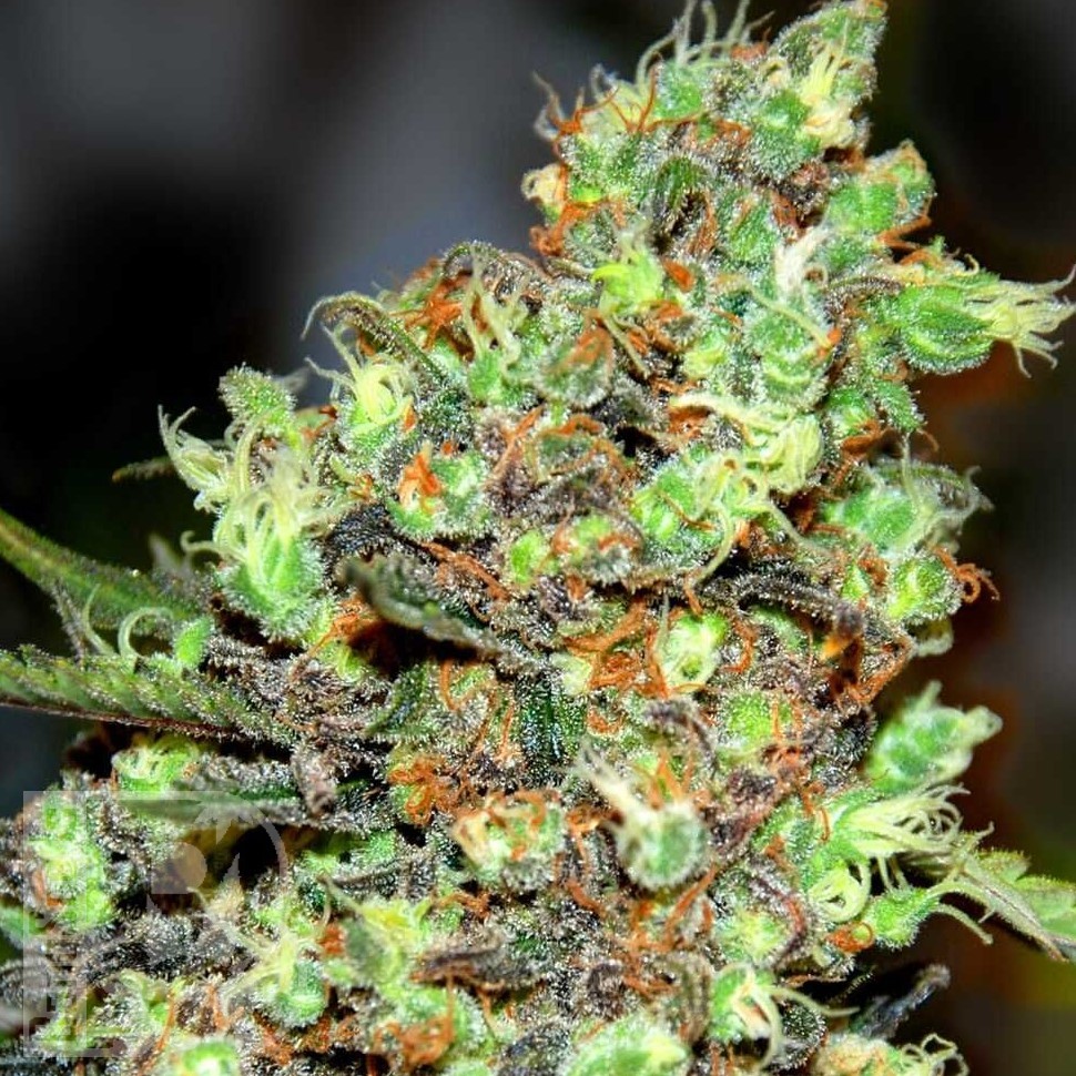 Семена марихуаны G13 Skunk feminised Ganja Seeds Семена марихуаны G13 Skunk feminised Ganja Seeds