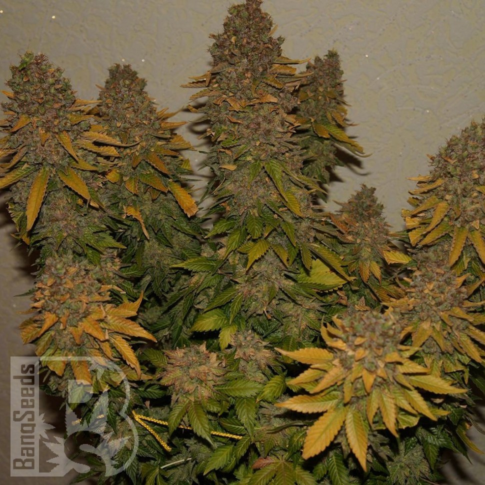 Семена марихуаны G13 Skunk feminised Ganja Seeds Семена марихуаны G13 Skunk feminised Ganja Seeds