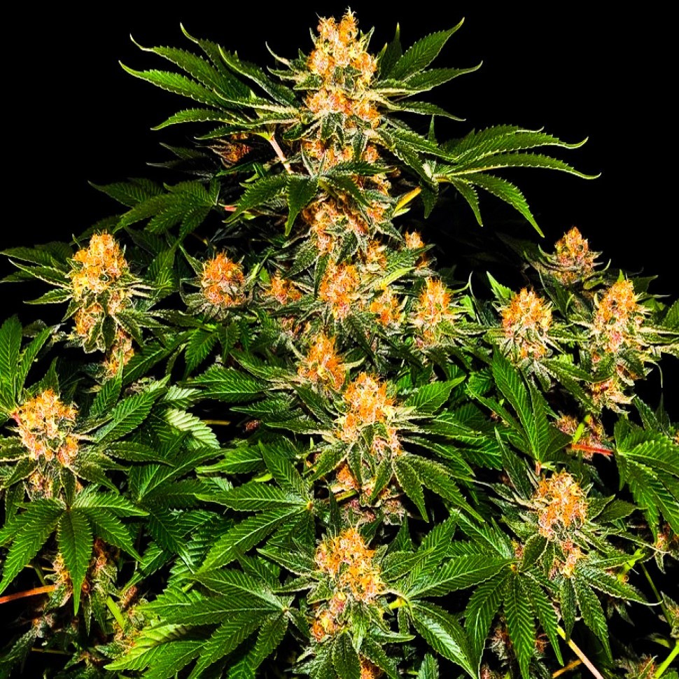 Семена ганжа Purple Punch feminised Ganja Seeds