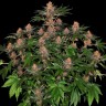 Лучший выбор семян для Вас Purple Punch feminised Ganja Seeds Лучший выбор семян для Вас Purple Punch feminised Ganja Seeds