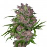 Выбрать семена для себя Purple Punch feminised Ganja Seeds Выбрать семена для себя Purple Punch feminised Ganja Seeds