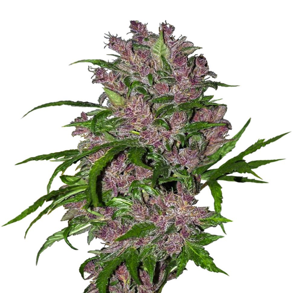Выбрать семена для себя Purple Punch feminised Ganja Seeds Выбрать семена для себя Purple Punch feminised Ganja Seeds