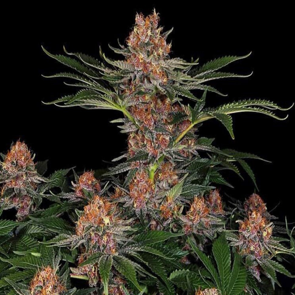 Купить дешевые семена Purple Punch feminised Купить дешевые семена Purple Punch feminised