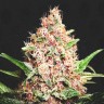 Купить проверенный сорт Purple Punch feminised Ganja Seeds Купить проверенный сорт Purple Punch feminised Ganja Seeds