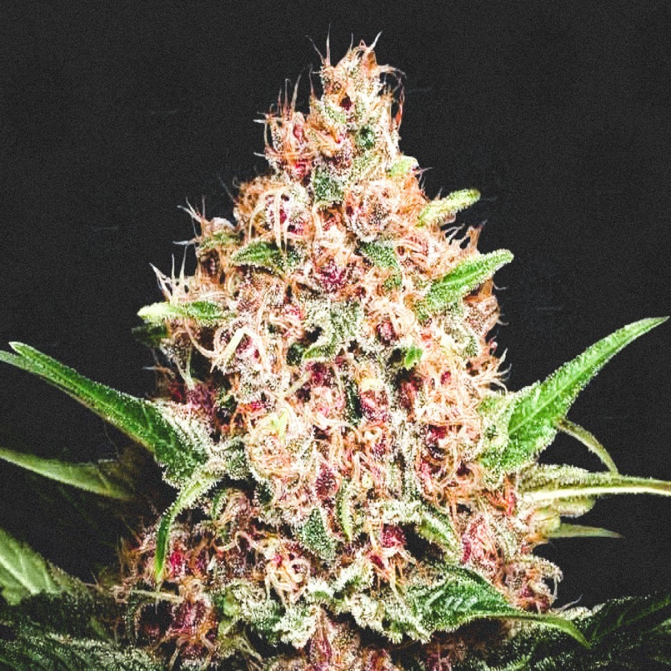 Купить проверенный сорт Purple Punch feminised Ganja Seeds Купить проверенный сорт Purple Punch feminised Ganja Seeds